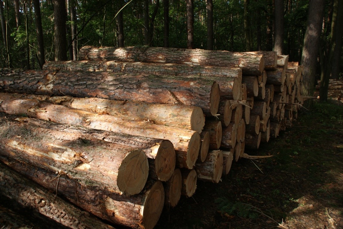 Stos drewna w lesie (fot.J.Girtler)