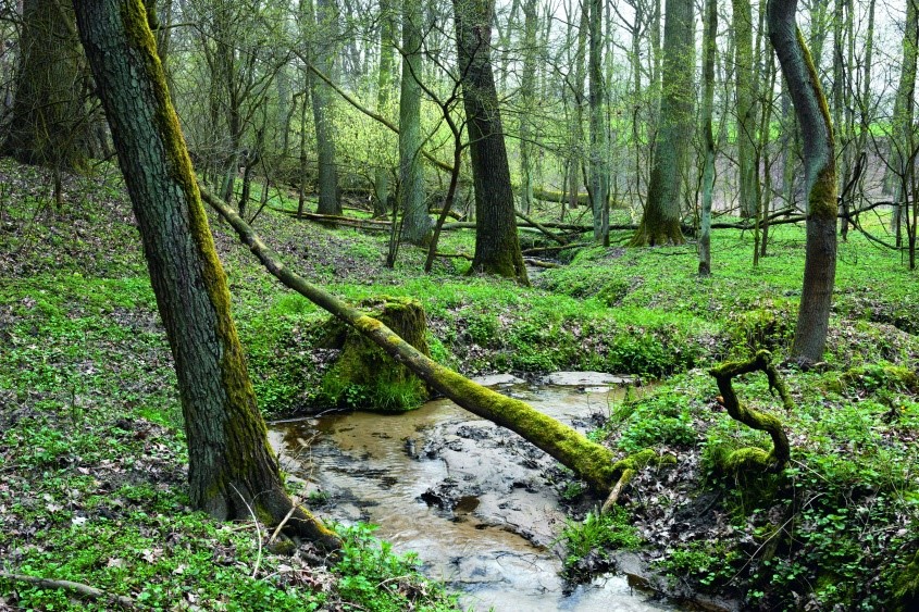 Ciek wodny płynącyc przez las wiosenna porą (fot. Archiwum Nadleśnictwa Karczma Borowa)