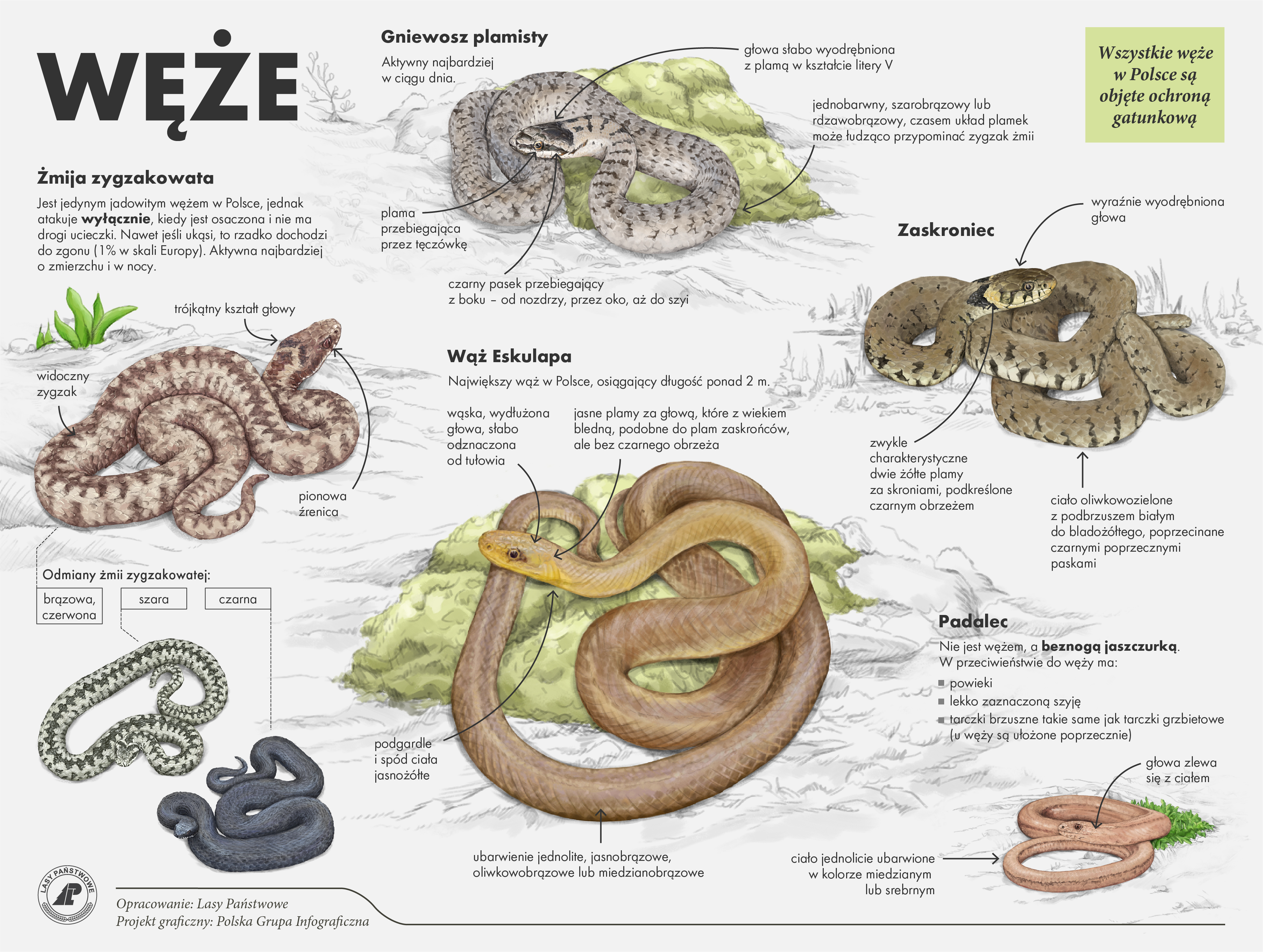 Infografika Lasów Państwowych przedstawiajaca węże zyjące w Polsce