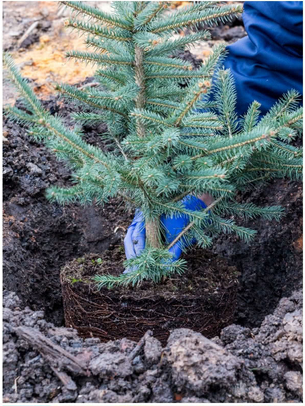 Sadzenie drzewka iglastego do gleby ( www.zielonyogrodek.pl)