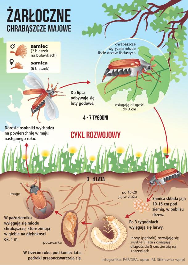 Infografika - cykl zycia chrabąszcza majowego