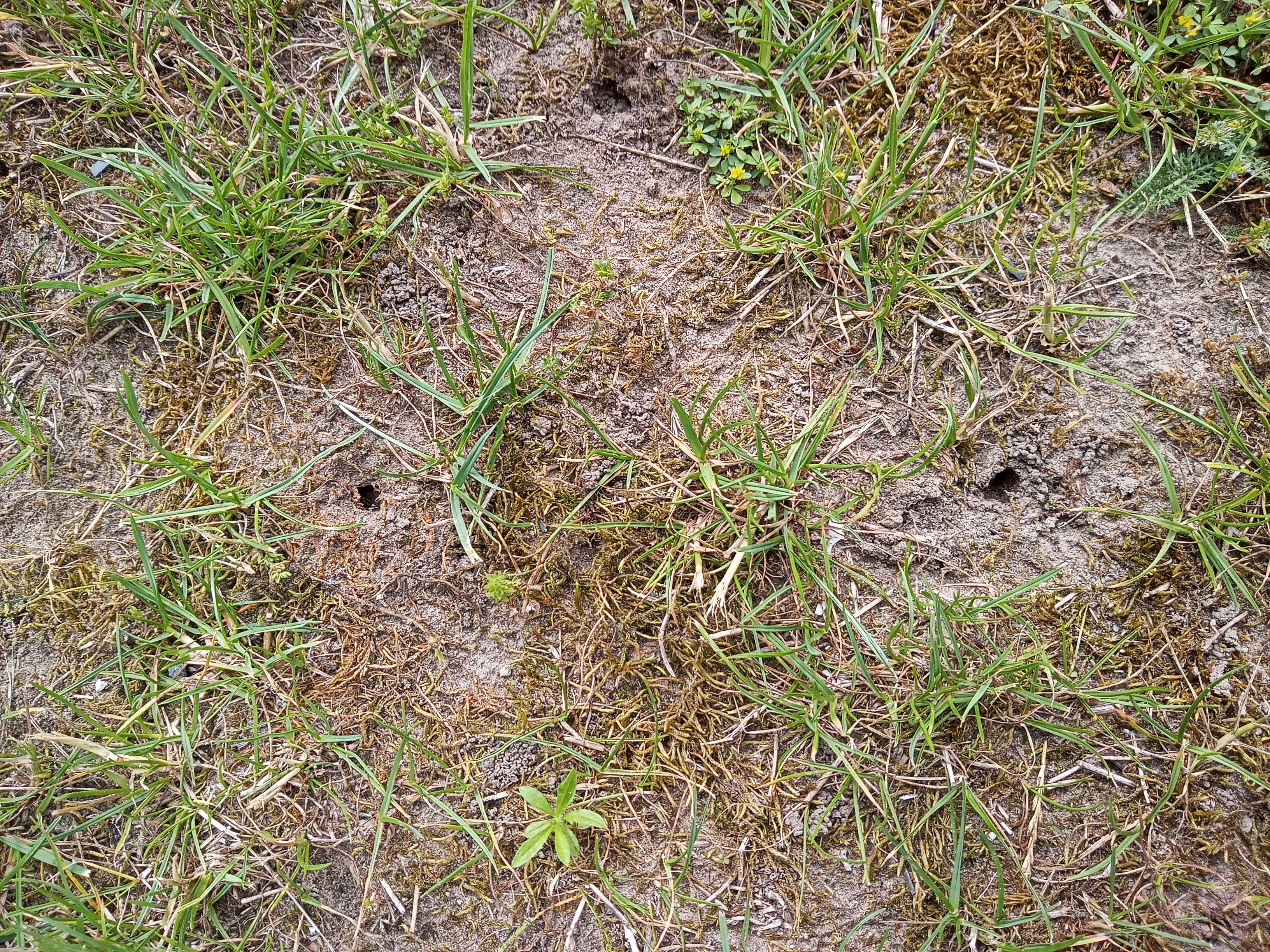 Trawnik z widocznymi otworami po wylocie imago guniaka czerwczyka (fot. J.Girtler)