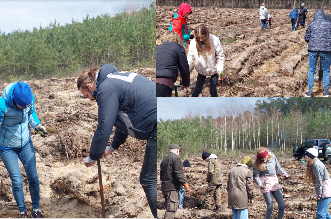 Kolaż zdjęć z sadzenia lasu przez uczniów Szkoły Podstawowej w Dąbczu (fot. M.Suwiczak)