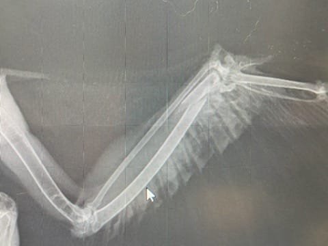 Zdjęcie rentgenowskie uszkodzonego skrzydła krogulca (fot. Ośrodek Rehabilitacji Dzikich Zwierząt w Kościanie)