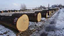 Międzynarodowa aukcja cennego drewna dębowego