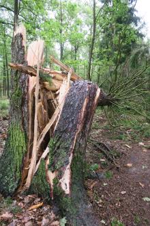 Zakaz wstępu do lasu na terenie Nadleśnictwa Karczma Borowa