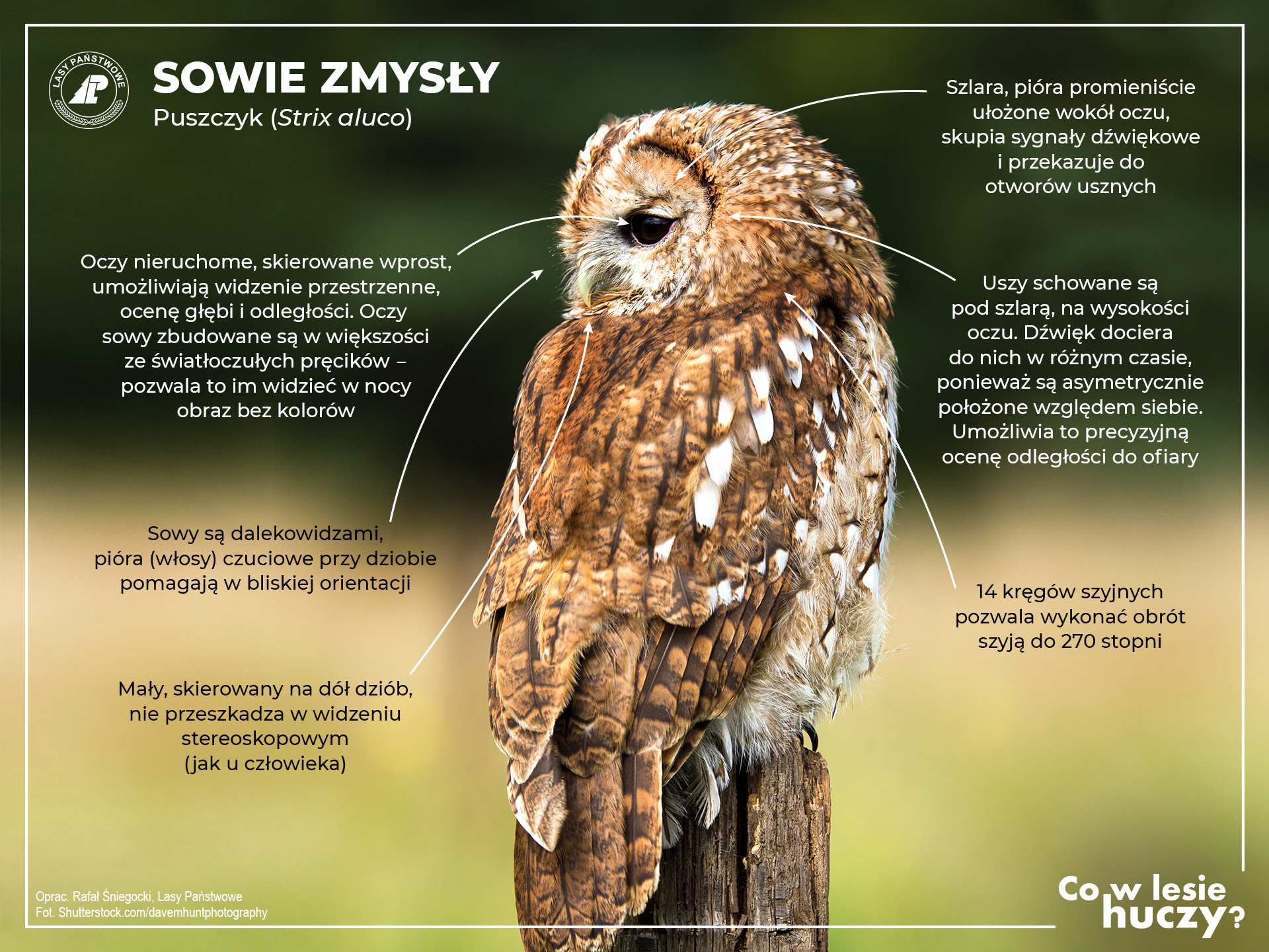 Inforgrafika LP - Sowie zmysły