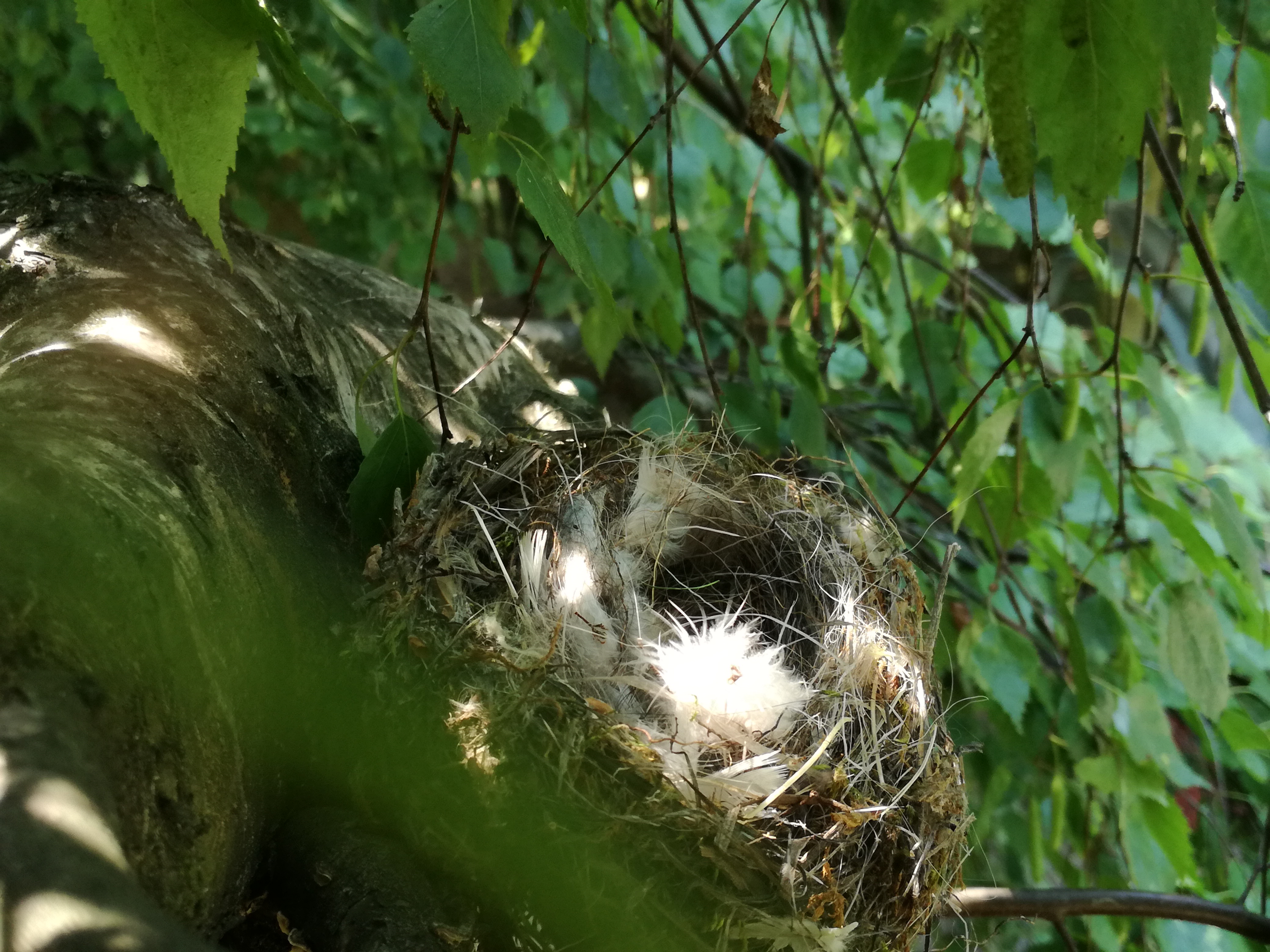 Ptasie gniazdo na drzewie (fot. J.Girtler)