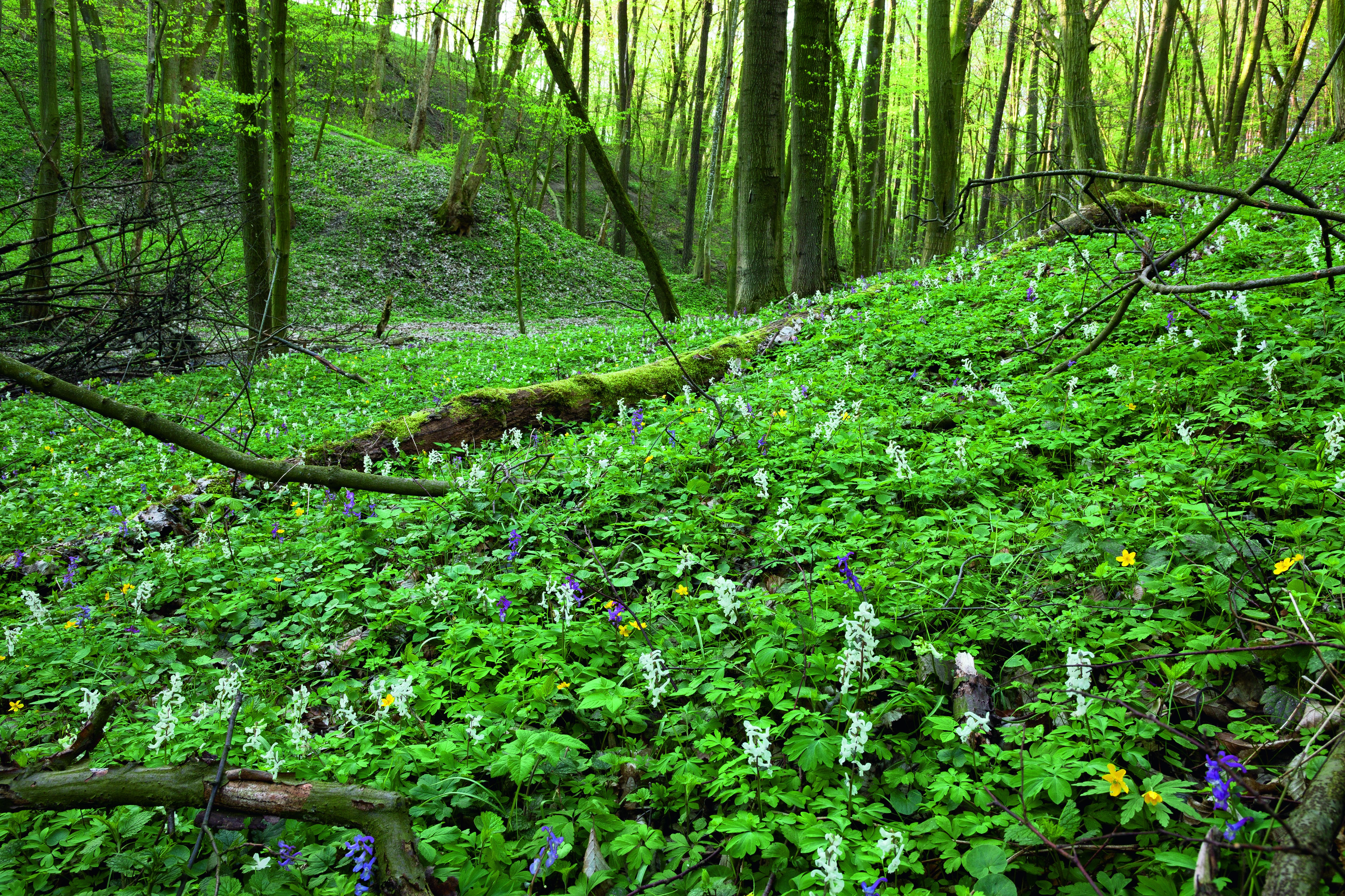 Kwitnące dno lasu (fot. arch.Nadl. Karczma Borowa)
