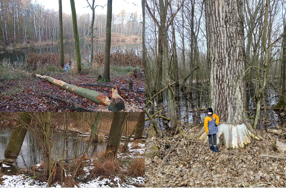 Kolaż zdjęć, drzewa ścięte przez bobry (fot.J.Girtler)