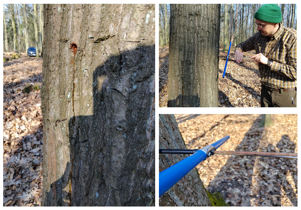 Kolaż zdjęć pobieranie próbek rdzeniowych z drzew (fot. J. Girtler)