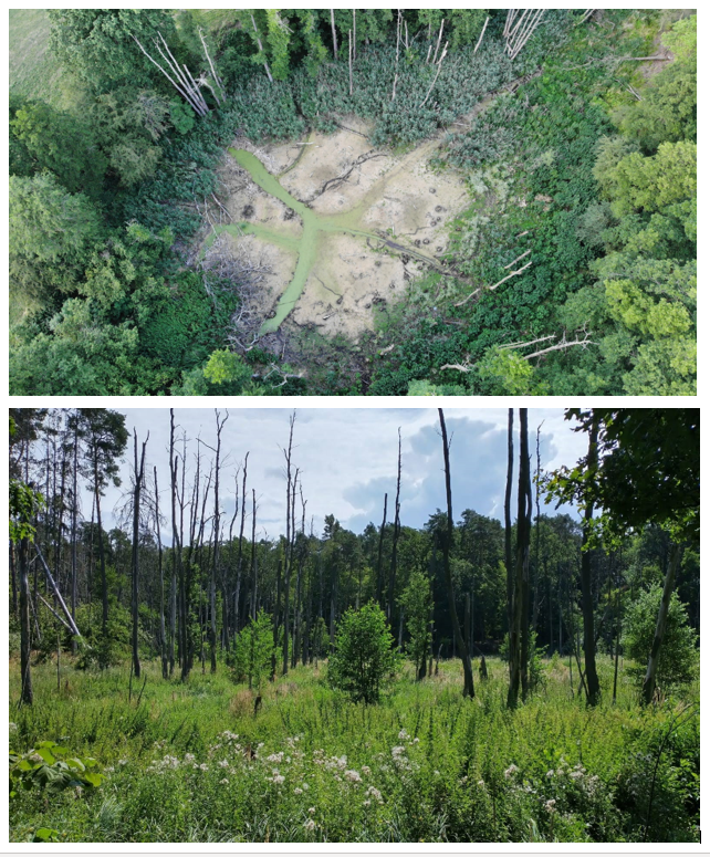Zdjęcia przedstawiające efekt długotrwałej suszy w lesie