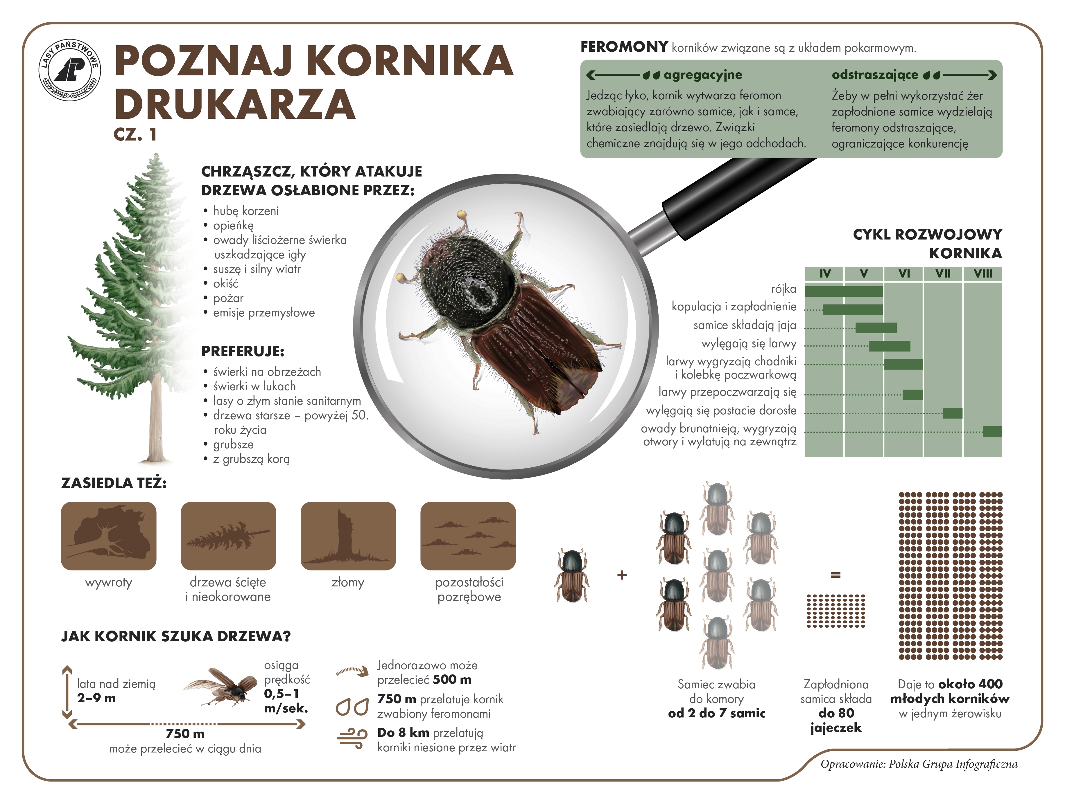 Infografika LP - Poznaj kornika drukarza