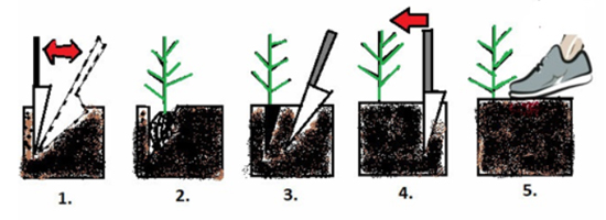 Rycina przedstawiająca sposób sadzenia pod kostur (www.sadowniczy.pl)