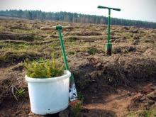 100 milionów drzew do 2017 roku. POSADŹ SWOJE DRZEWKO!