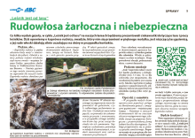 Kuprówka rudnica - piękny motyl, żarłoczna gąsienica